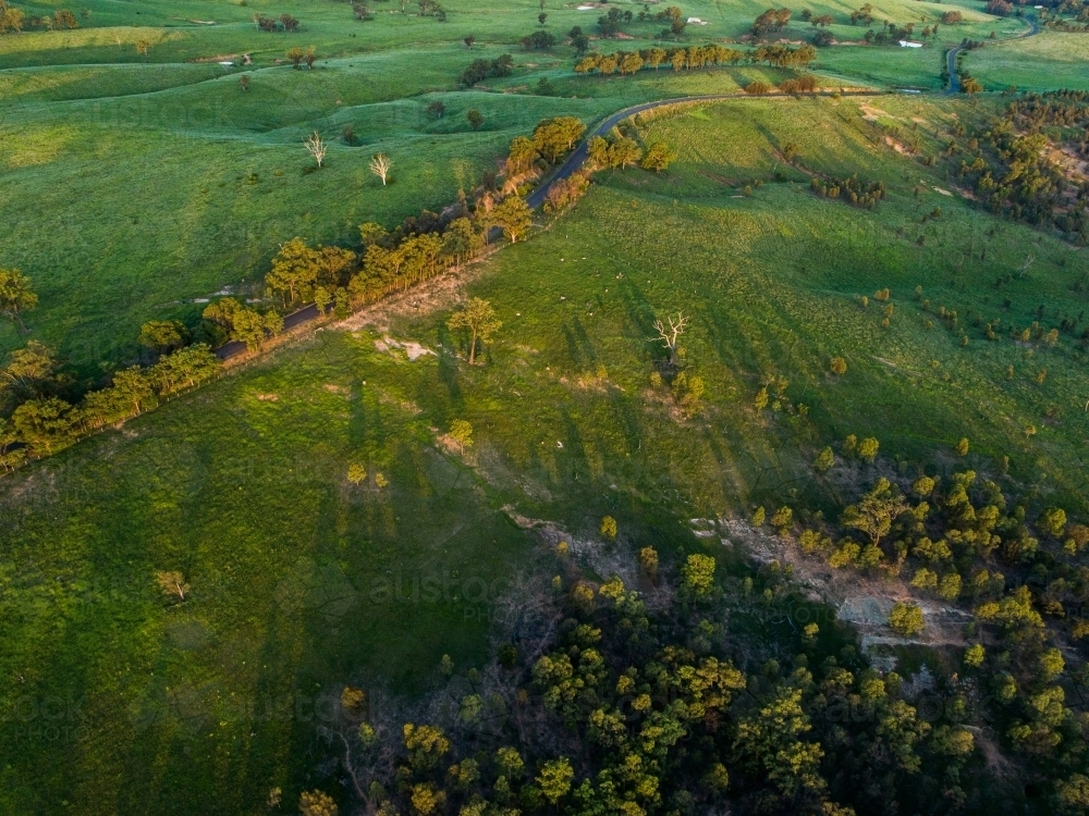 Green gum trees lining rural country road in afternoon light with farm paddock beside - Australian Stock Image
