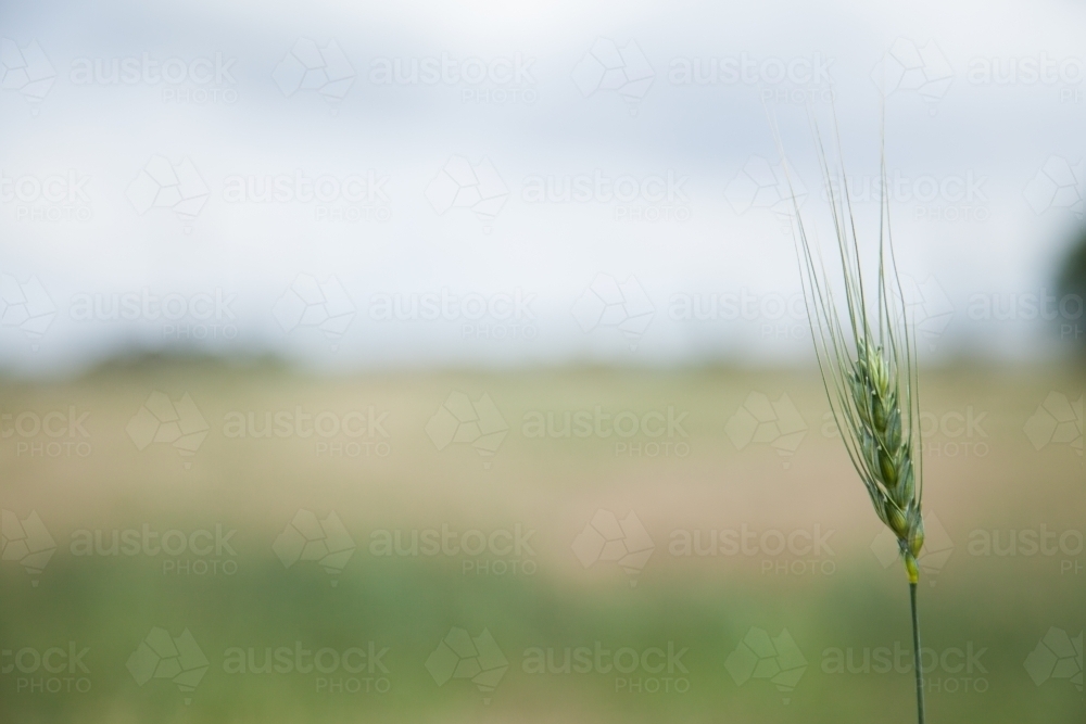 Green head of bearded wheat in a farm paddock - Australian Stock Image