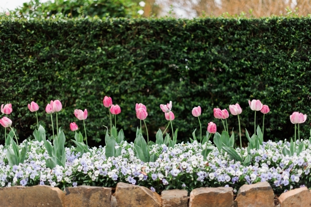 Green hedge behind garden of pink tulips - Australian Stock Image
