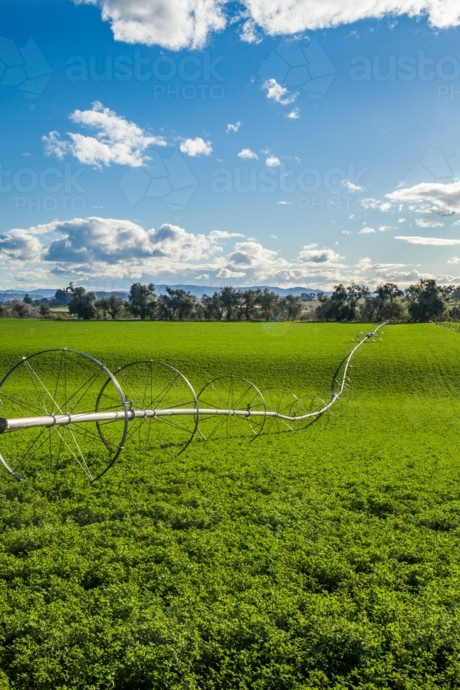 Green irrigated crop paddock in the sunlight - Australian Stock Image
