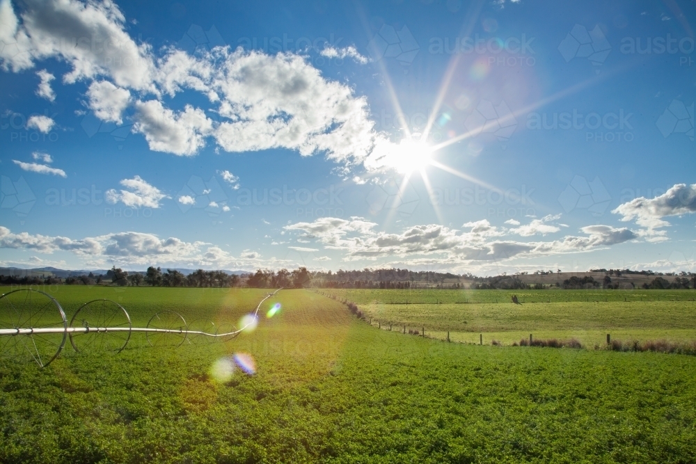 Green irrigated crop paddock in the sunlight - Australian Stock Image