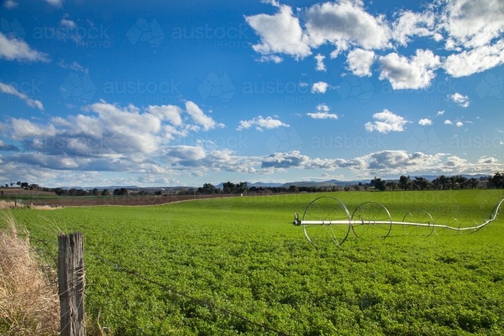 Green irrigated crop paddock in the sunlight - Australian Stock Image
