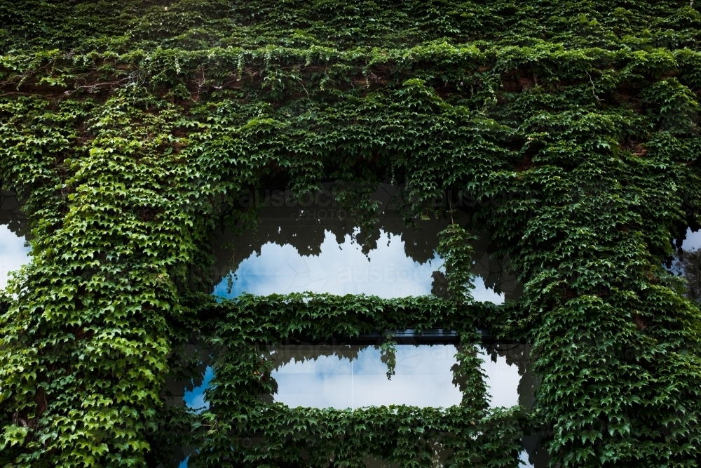 Green ivy covering building wall - Australian Stock Image