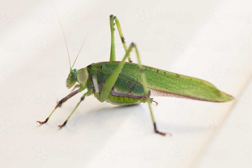 Green Katydid on white background - Australian Stock Image