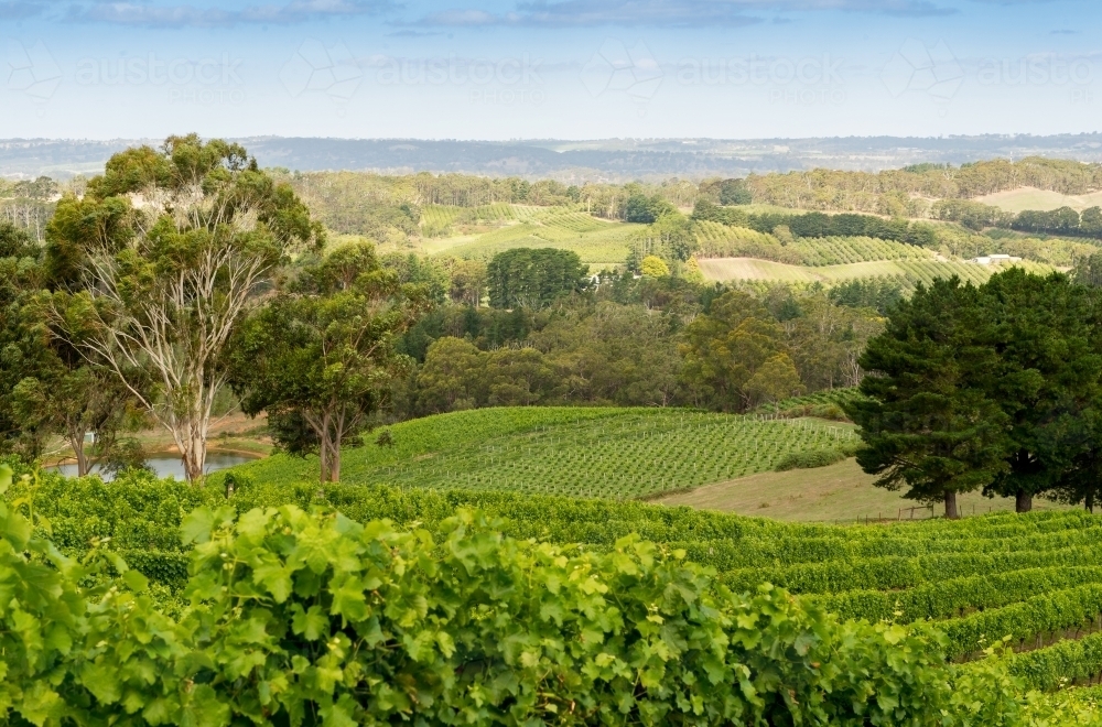 Green landscape of vineyards - Australian Stock Image