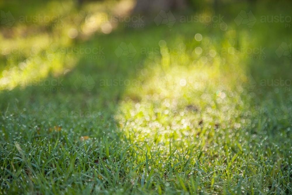 Green lawn grass sparkling in the morning light - Australian Stock Image