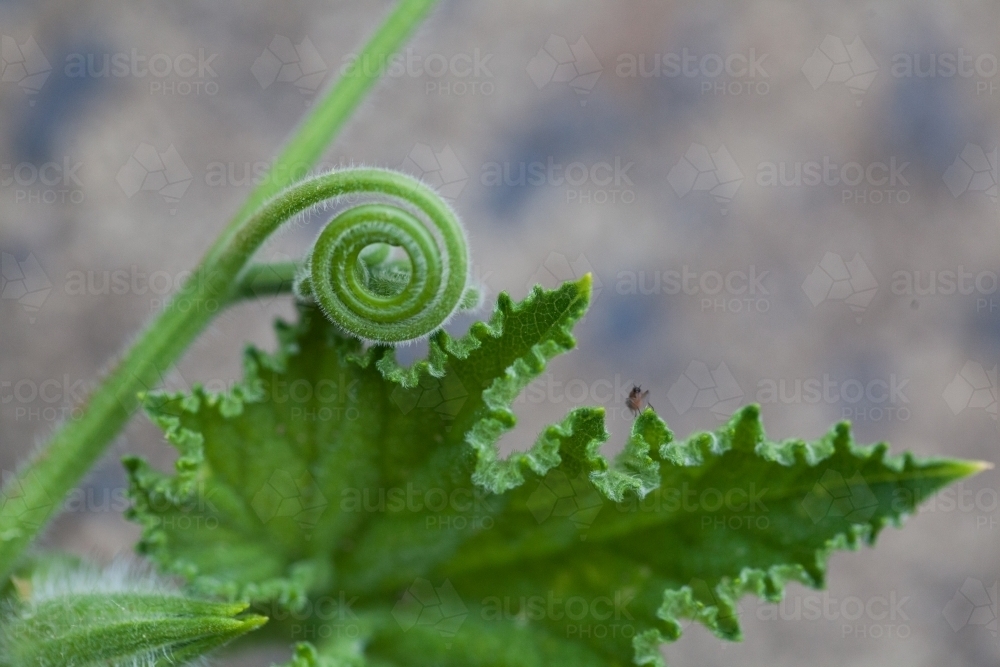 Green leaf opening in a garden - Australian Stock Image
