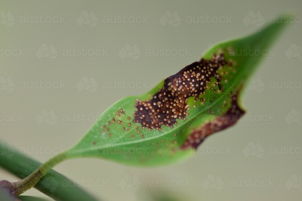 Green leaf with speckled pattern with blurred edges - Australian Stock Image