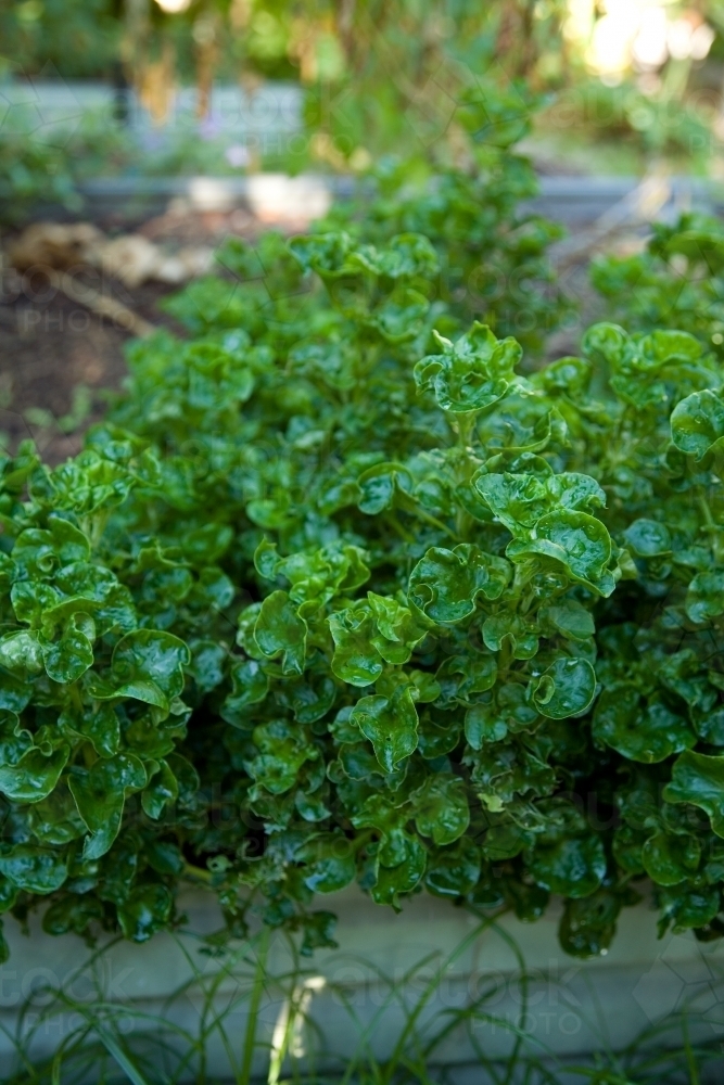 Green leafy plant growing in garden box - Australian Stock Image