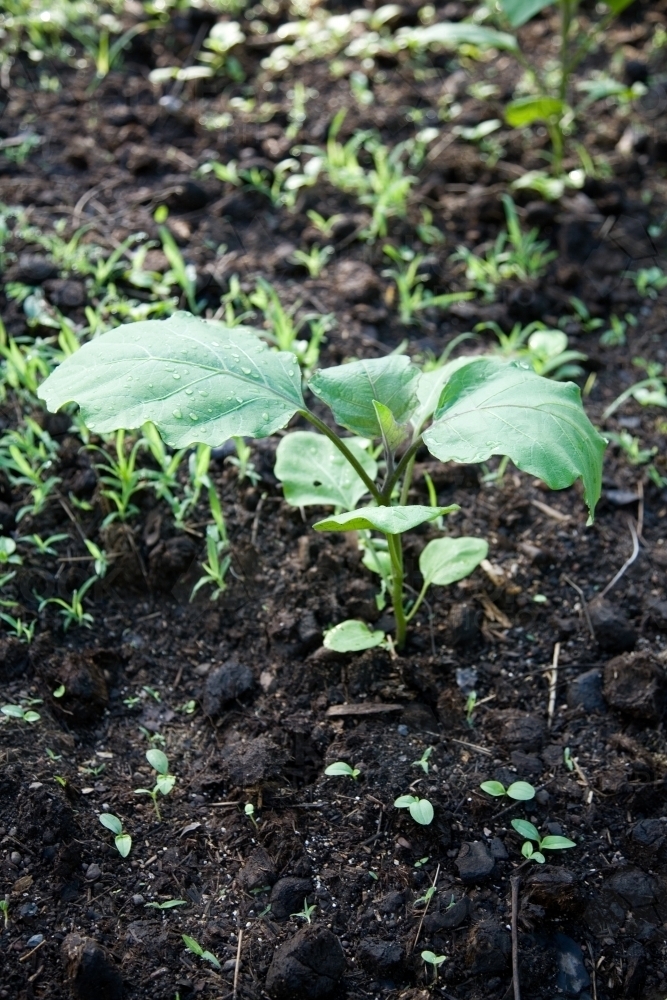 Green leafy shoots grownig out of dirt - Australian Stock Image