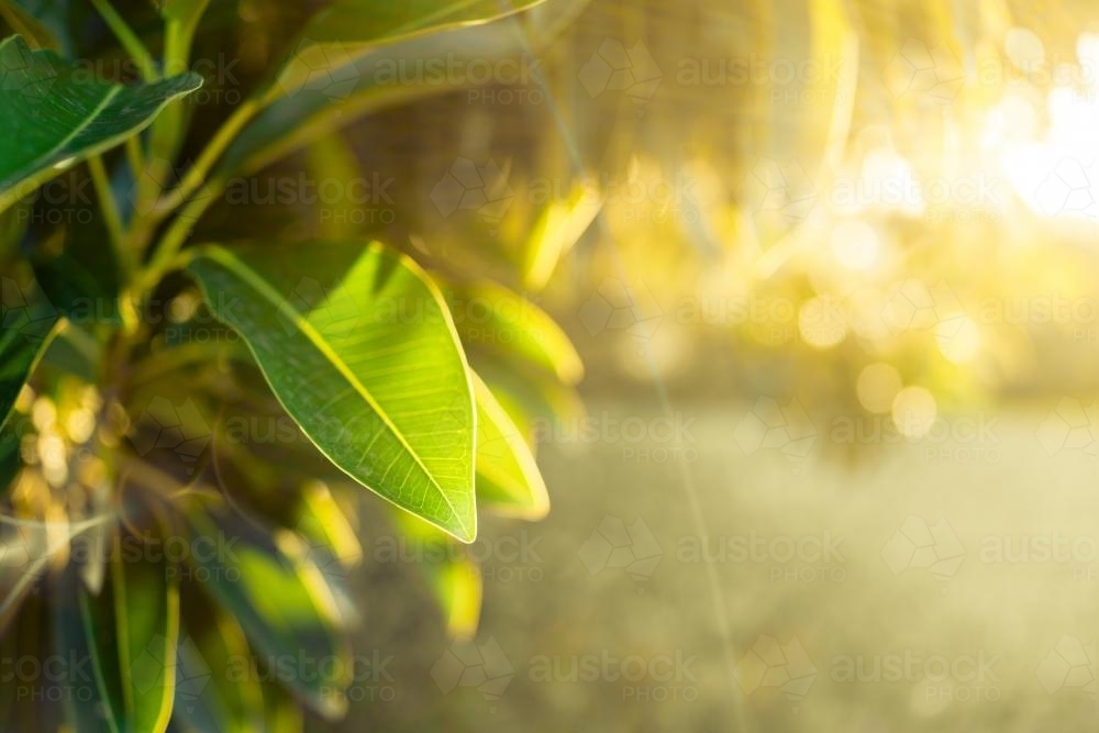 Green leaves backlit by the winter setting sun in a Sydney suburban park - Australian Stock Image