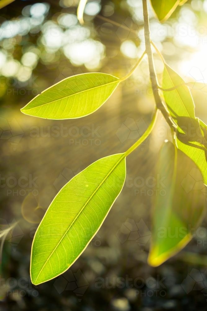 Green leaves backlit by the winter setting sun in a Sydney suburban park - Australian Stock Image
