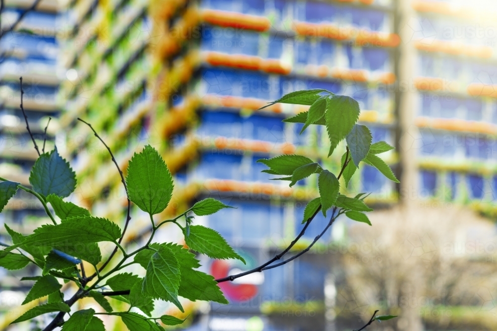 Green leaves in front of colorful building - Australian Stock Image