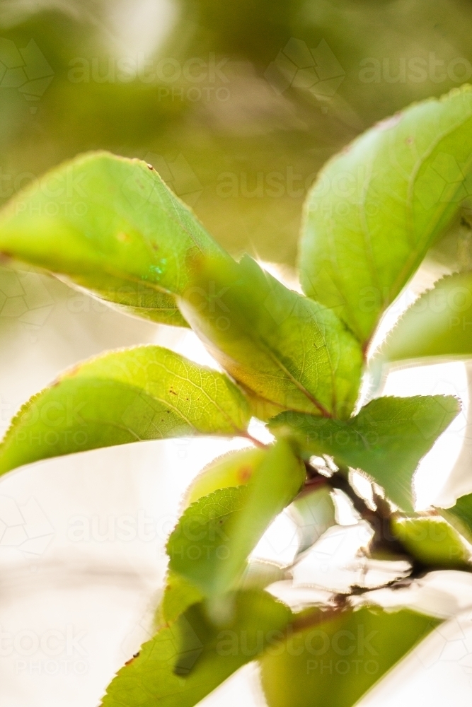 Green leaves of a deciduous plant - Australian Stock Image