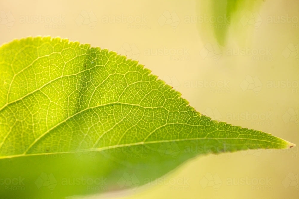 Green leaves of a deciduous plant - Australian Stock Image