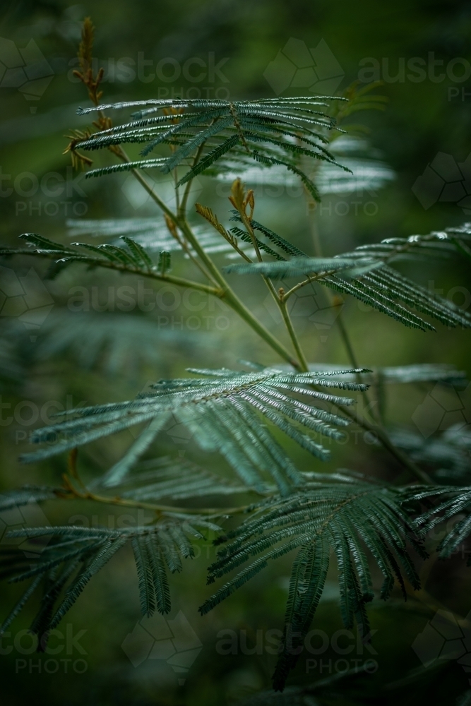 Green Leaves of a Native Fern in a Dark Gloomy Forest - Australian Stock Image