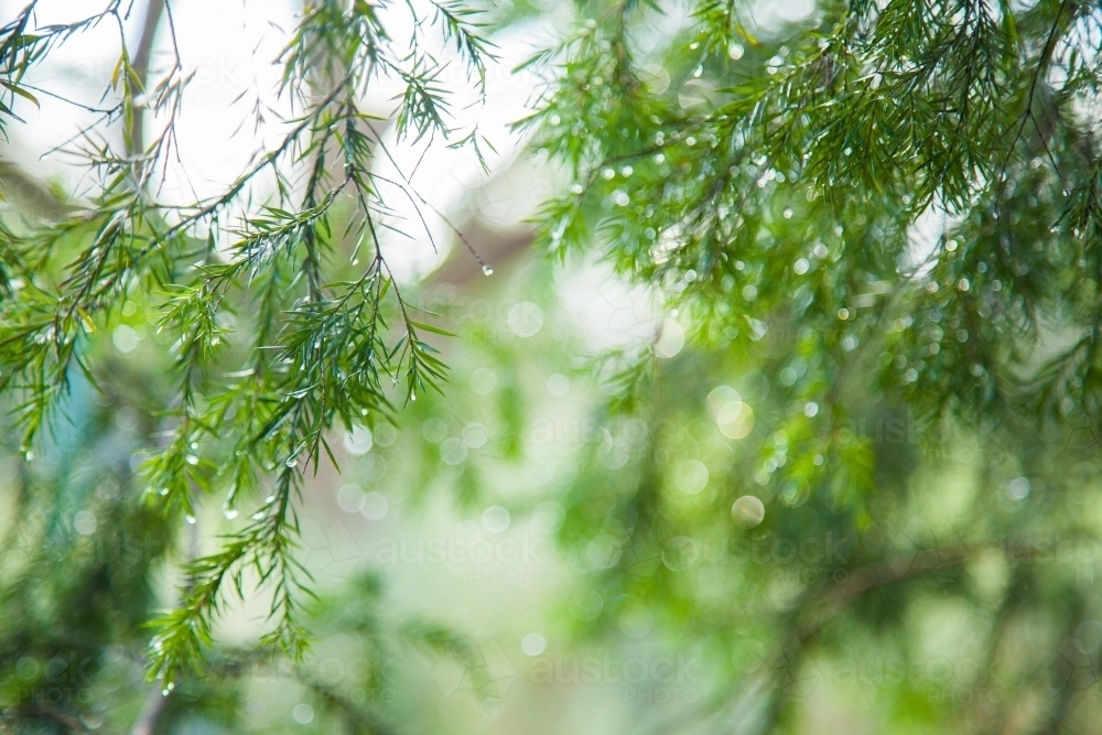 Green leaves of a native melaleuca bush sparkling with rain water - Australian Stock Image
