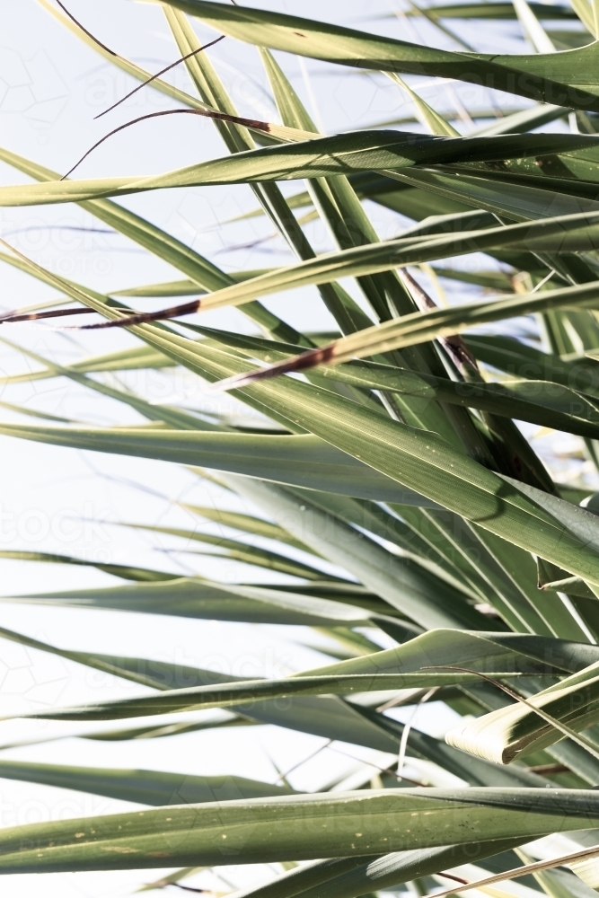 Green leaves of coastal Pandanus Palm - Australian Stock Image