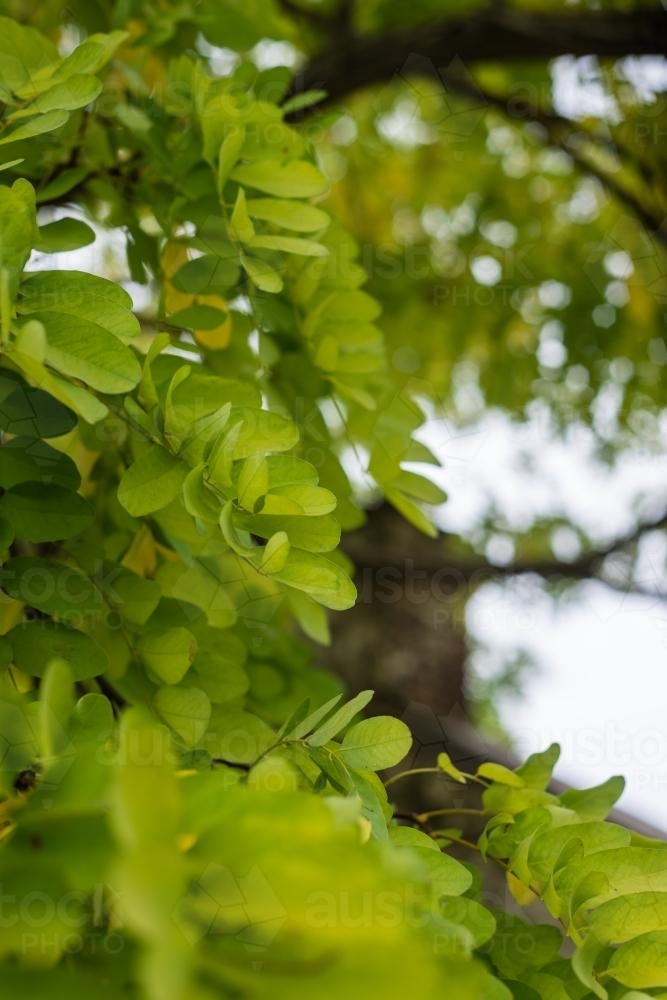 green leaves on a tree - Australian Stock Image