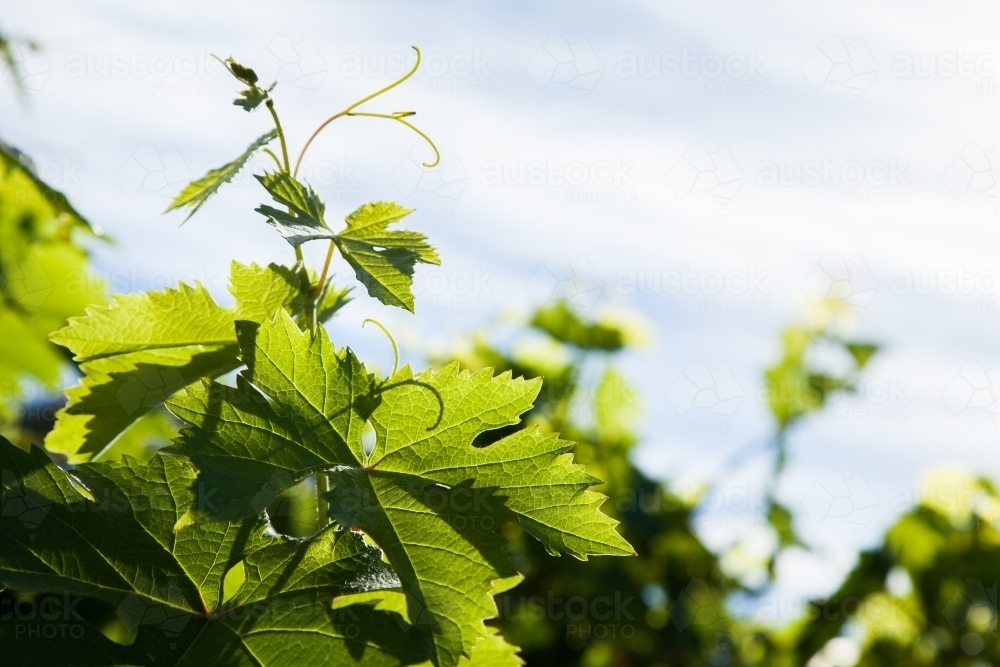 Green leaves on grape vine - Australian Stock Image