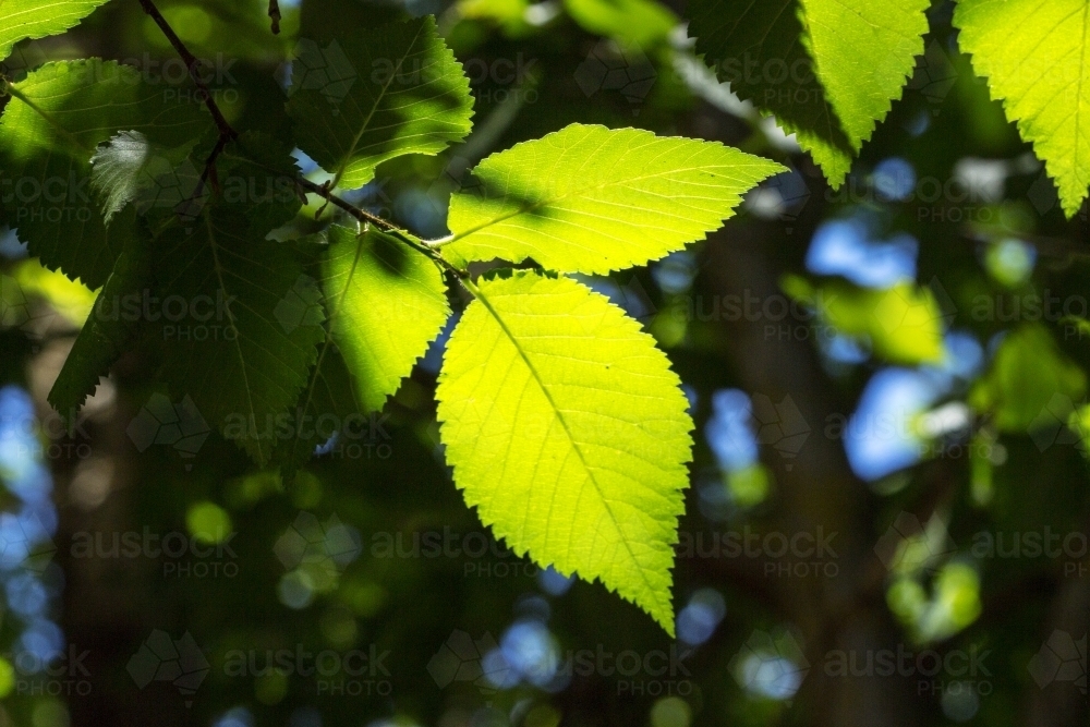 Green leaves with sun shining through - Australian Stock Image