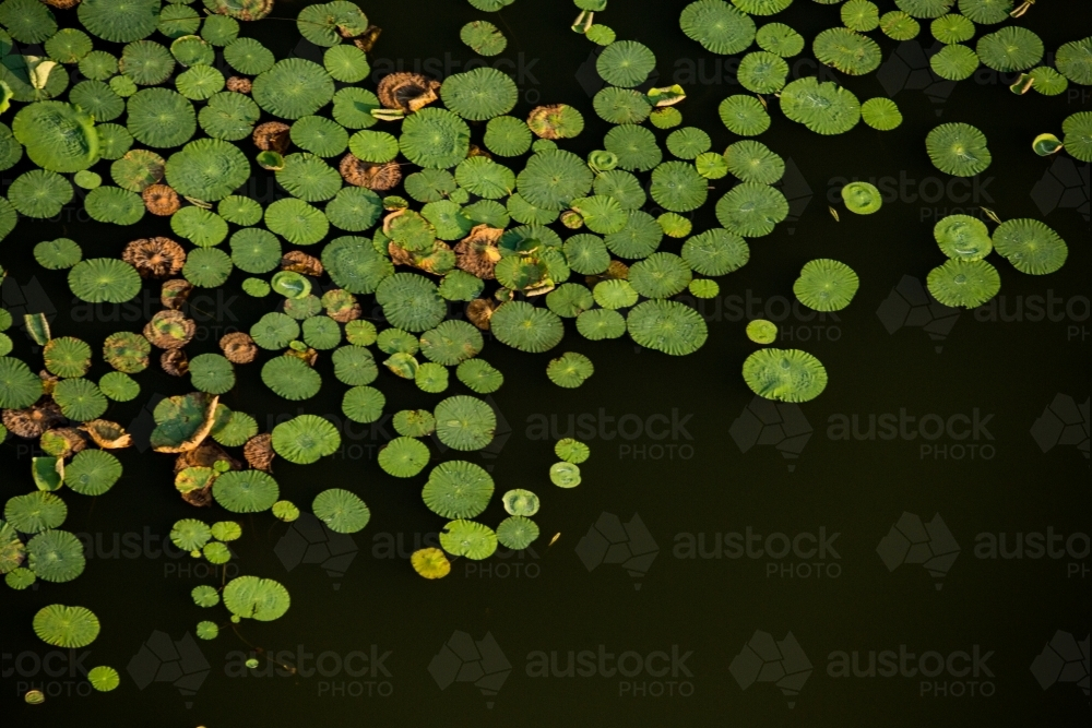 Green lily pads floating on the water surface. - Australian Stock Image