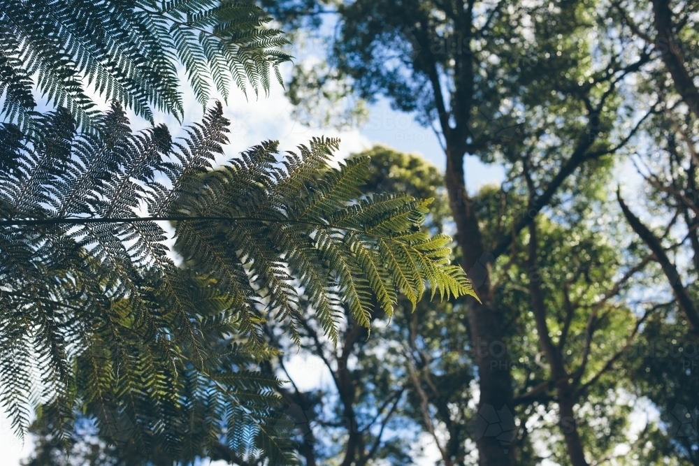 Green man fern frond with trees, blue sky and white clouds in the background - Australian Stock Image