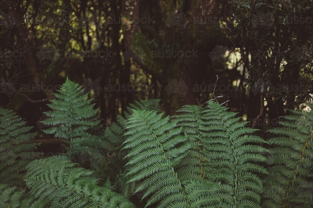 Green manfern leaves in the foreground, forest in the background - Australian Stock Image