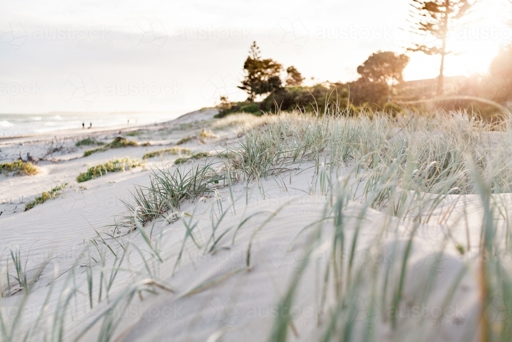 Green marram grass in the distance growning in soft sand dunes as the sun sets in the background. - Australian Stock Image