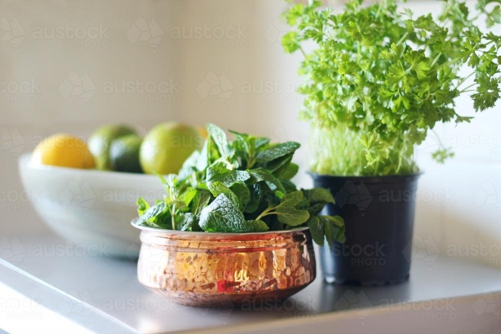 Green mint and parsley herbs on a bench inside - Australian Stock Image