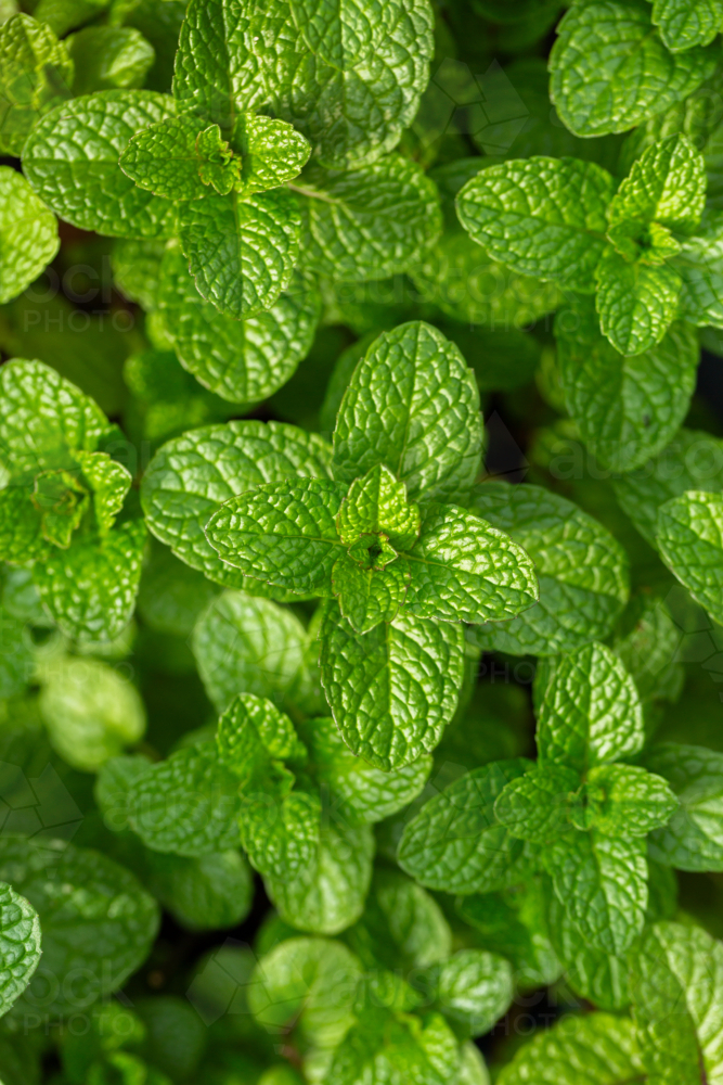 Image of Green mint leaves growing in lush garden - Austockphoto
