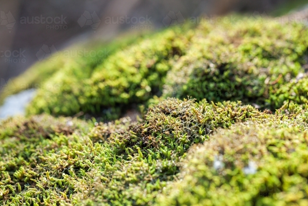 Green moss covered rock - Australian Stock Image