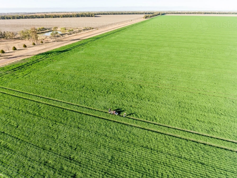 Green mung been crop - Australian Stock Image