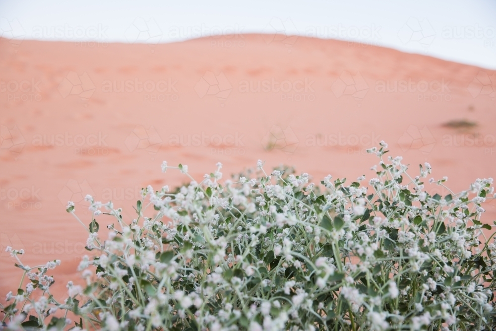 Green native plant in front of red sand dune - Australian Stock Image