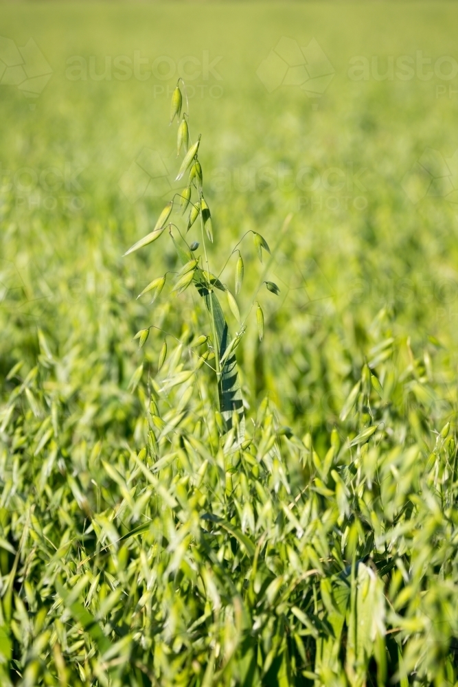 Green oat crop - Australian Stock Image