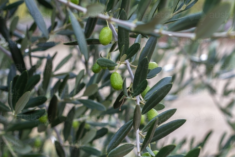 green olives on tree - Australian Stock Image