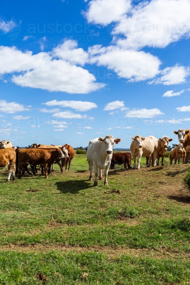 Green paddock landscape full of beef cattle under blue sky with puffy clouds on australian farm - Australian Stock Image