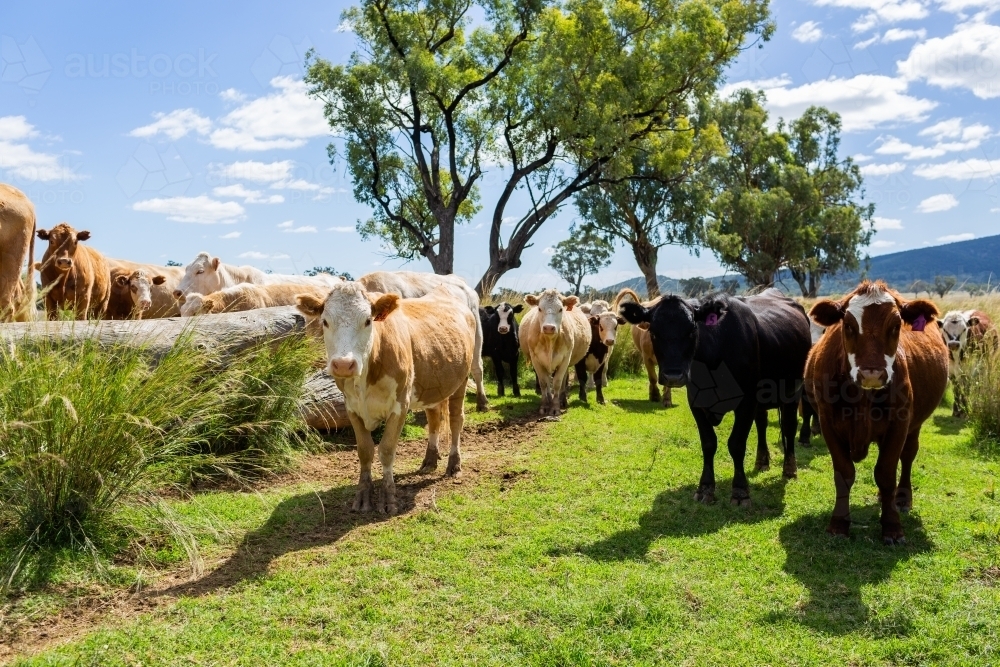Green paddock landscape full of beef cattle under blue sky with puffy clouds on australian farm - Australian Stock Image