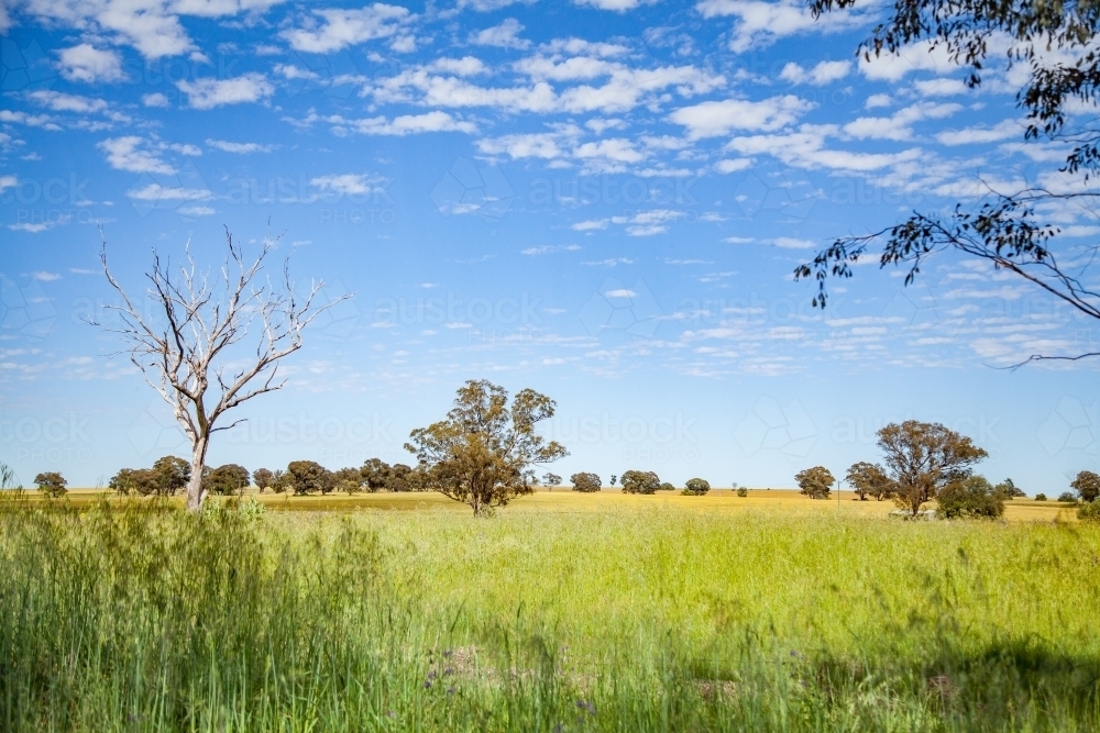 Green paddock of grass and blue cloud speckled sky - Australian Stock Image