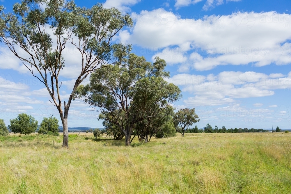 Fram Paddock Image of green paddock of pastoral australian farm - Austockphoto