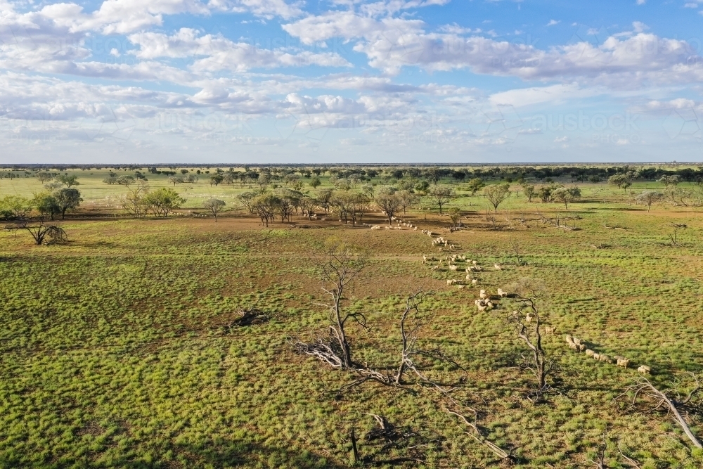 Green paddock with line of merino sheep - Australian Stock Image