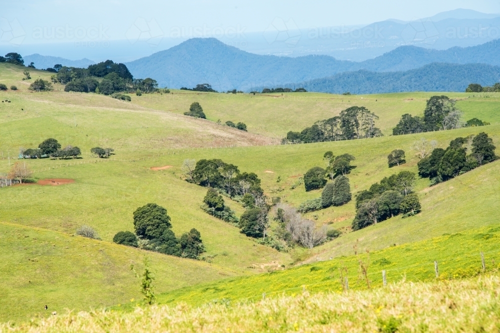 Green paddocks of rolling hills with the blue mountainside in the background. - Australian Stock Image