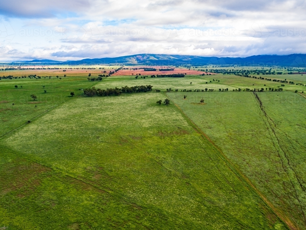 Green paddocks of rotation grazing cattle farm - Australian Stock Image