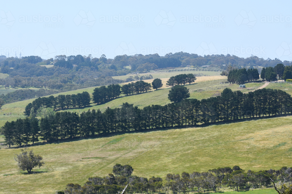 Green paddocks with tree lines and bush - Australian Stock Image