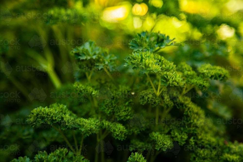Green parsley herb growing in garden - Australian Stock Image