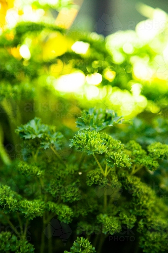 Green parsley herb growing in garden - Australian Stock Image