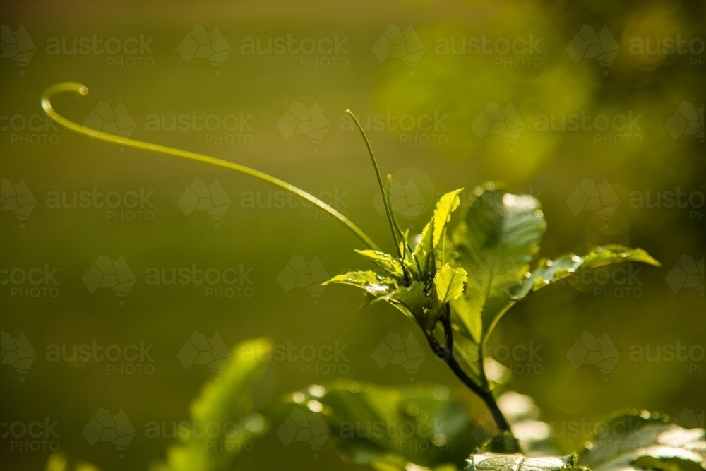 Green passion fruit vine curling in the garden - Australian Stock Image