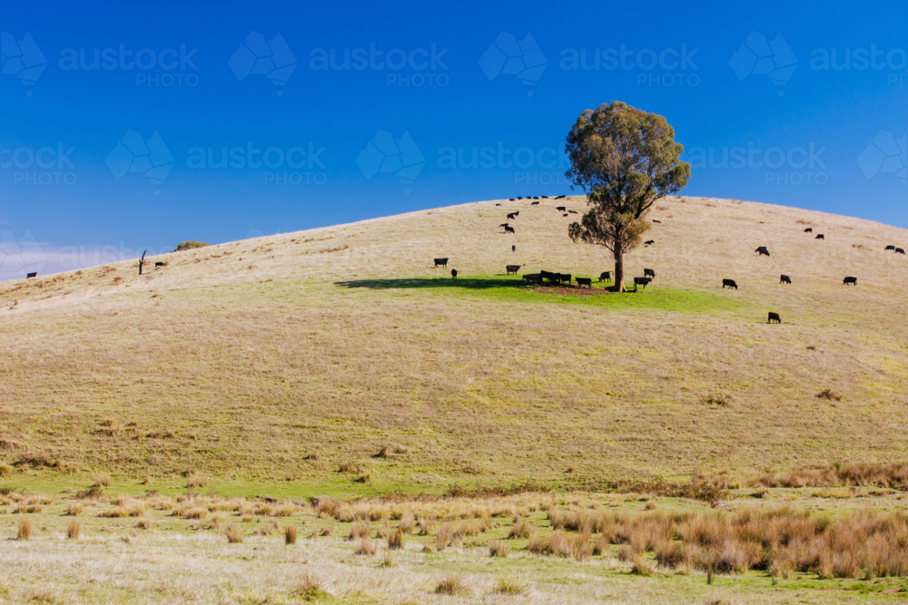 Green pasture and farmland in the Yarra Valley near Yarra Glen, Victoria, Australia - Australian Stock Image