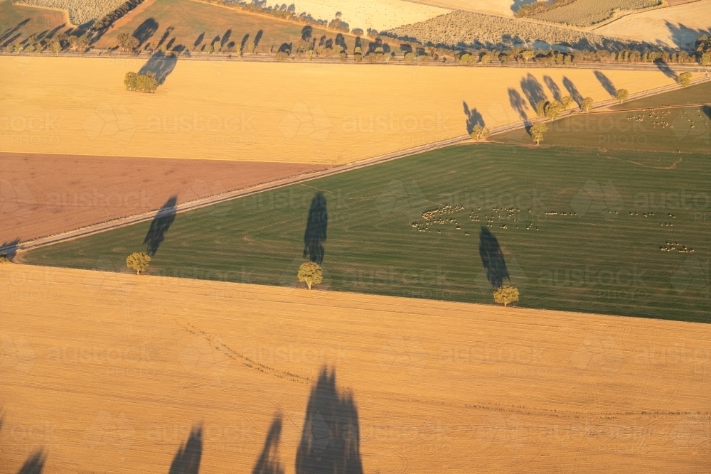 green pasture and golden paddocks - Australian Stock Image