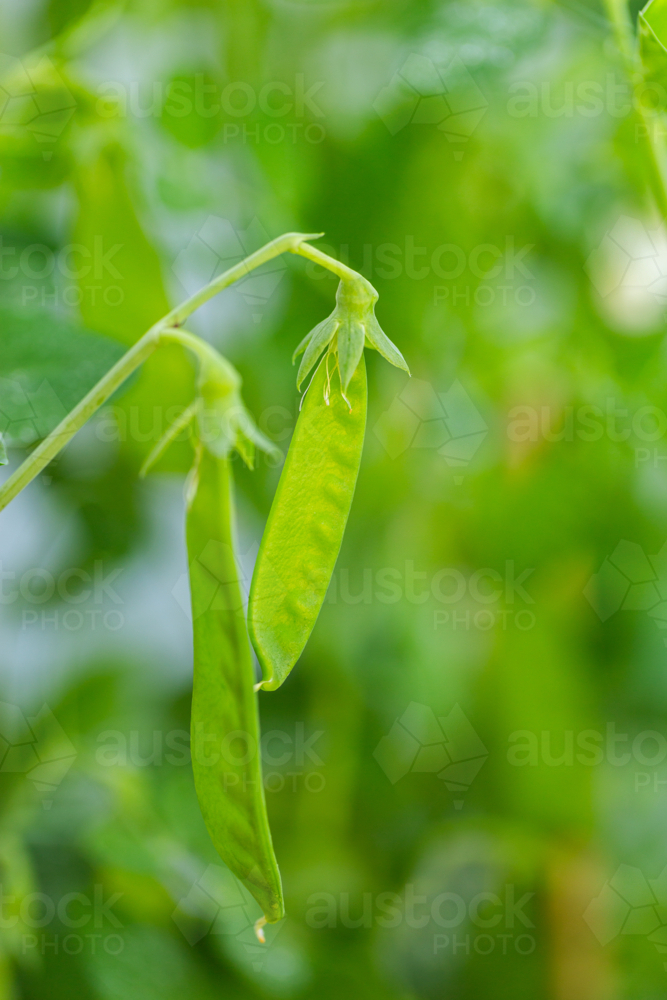 Green pea plant pea pods growing in veggie garden - homegrown veggies - Australian Stock Image